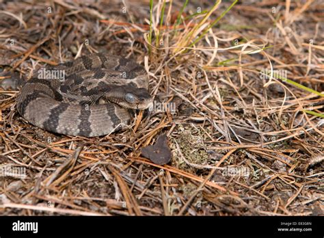 Baby Timber Rattlesnake Identification