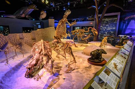 Florida Fossils: Evolution of Life and Land – Exhibits