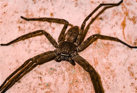 Giant huntsman spider: The largest spider by leg span | Live Science