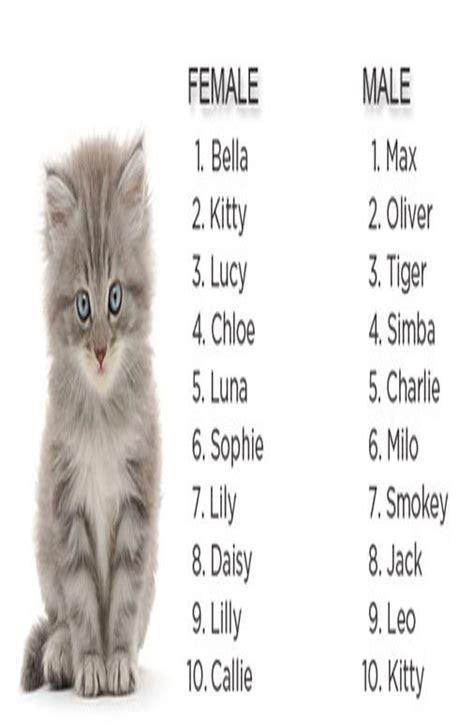 Fluffy Cat Names Female - Dogs And Cats Wallpaper