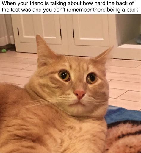 A very surprised cat indeed : r/meme