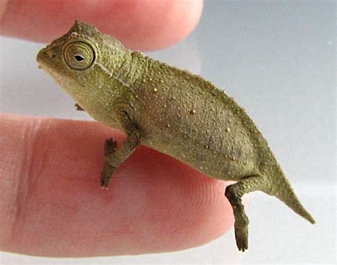 3 Pygmy Chameleons: A Guide to Owning and Caring for these Reptiles