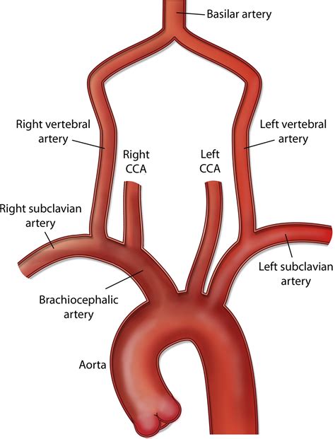 Pathophysiology Arteries Anatomy Carotid Artery Vertebral Artery | Images and Photos finder