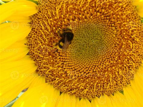 Honey Bee pollinating sunflower. Bee produces honey on a flower. Close-up shot of bee collect ...