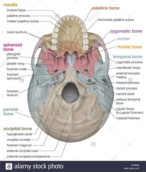 Human skull Stock Photo: 27703575 - Alamy | Anatomi manusia, Anatomi, Biologi