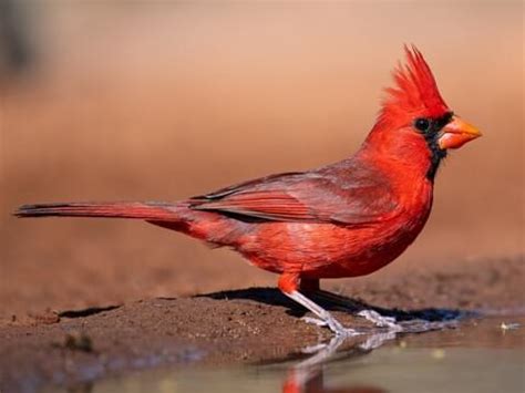 How Much are Cardinals Birds | Radar Bromo