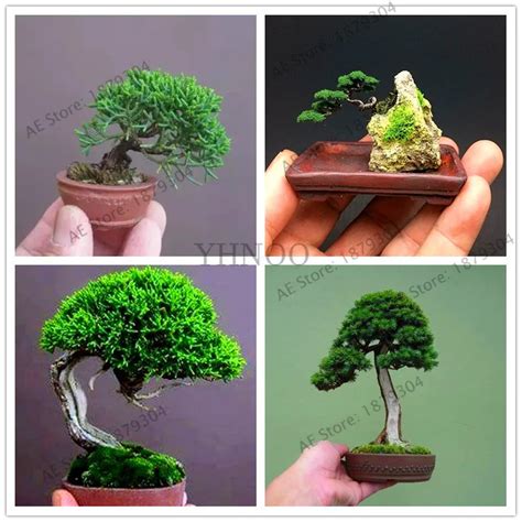 Time Limit!!50 pcs/bag Miniature pine garden, bonsai tree flores ...