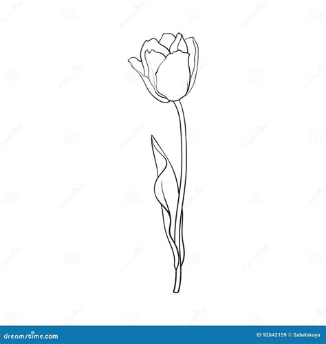 Hand Drawn of Side View Black and White Tulip Flower Stock Vector ...