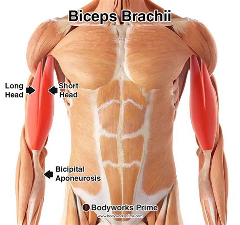 Biceps Brachii Muscle Anatomy - Bodyworks Prime