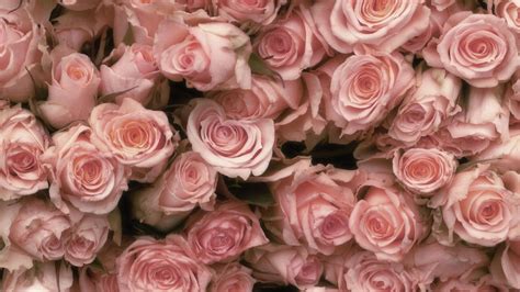 Es mas que Descendencia fe pale pink roses wallpaper Folleto armario Ambicioso