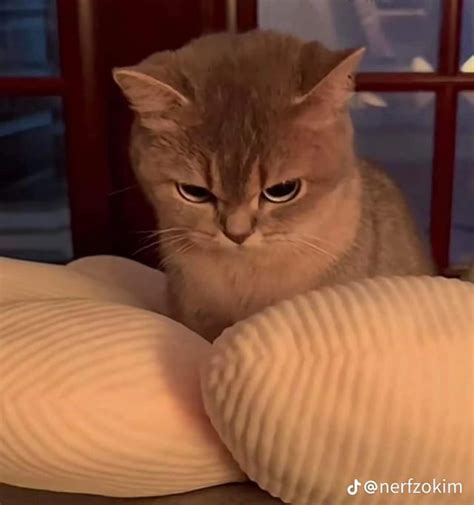 I keep seeing this angry cat meme, does anyone know what breed the cat is? 🥰😸 : r/cats