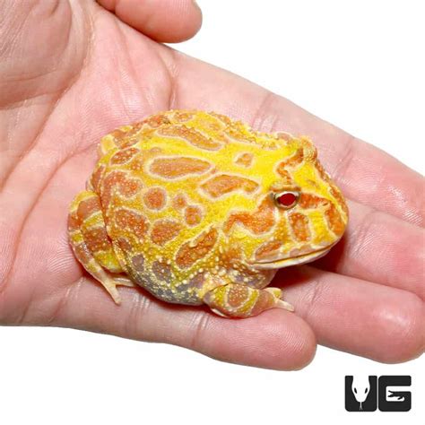 Albino Pacman Frogs For Sale - Underground Reptiles