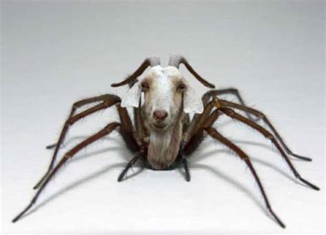 Genetically Engineered Spider Goats (Thanks, Science) Article Cats