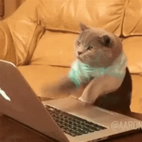 Stressed Cat Gif