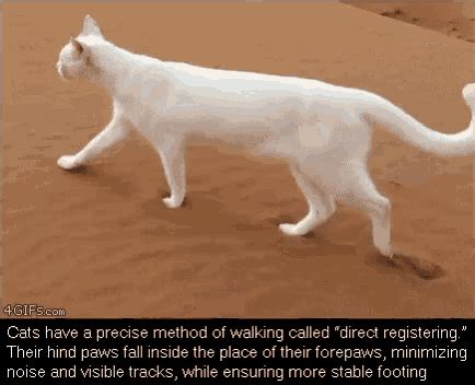 Cat Walking GIF - Cat Walking Sand - Discover & Share GIFs