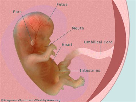 Foetal development 12 weeks