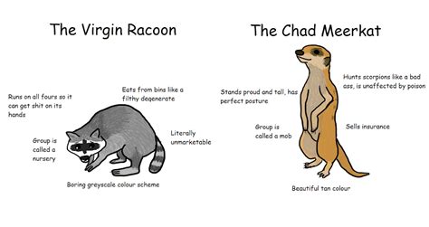 The Virgin Raccoon vs. The Chad Meerkat : r/virginvschad