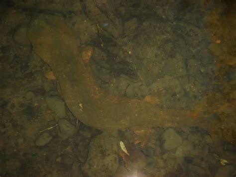 Hellbender - Facts, Diet, Habitat & Pictures on Animalia.bio