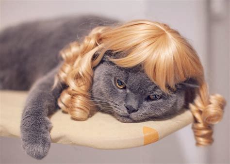 Hairless Cat In Wig at adamahawkinson blog