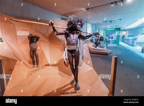 22 July 2022, Neanderthal museum, Germany: Detailed wax figures of a Homo Erectus Turkana Boy ...