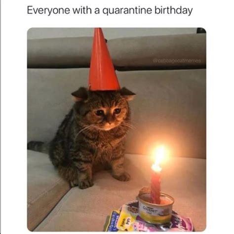 Cat Birthday Party Meme - pic-source