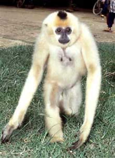 Fact sheet: What are the gibbons?