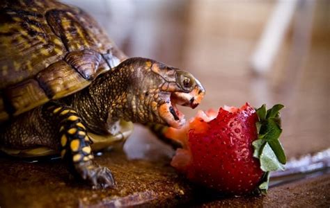 What Do Box Turtles Eat? Expert Diet & Feeding Guide