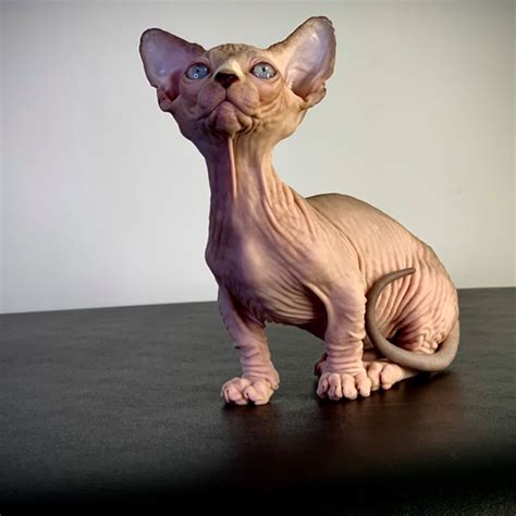 Sphynx Kittens Archives - Best Cat Breed 4 Home