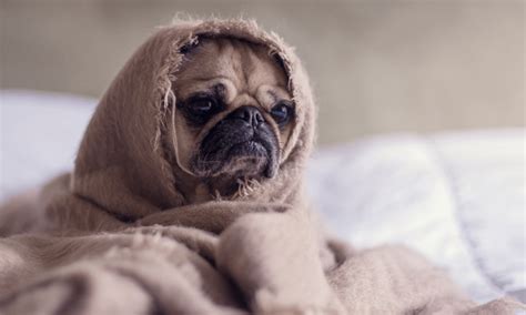 Pug in a Blanket – Adventurous Life