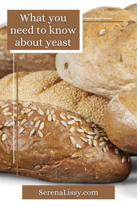 Types Of Yeast And When To Use Them In Baking - Serena Lissy