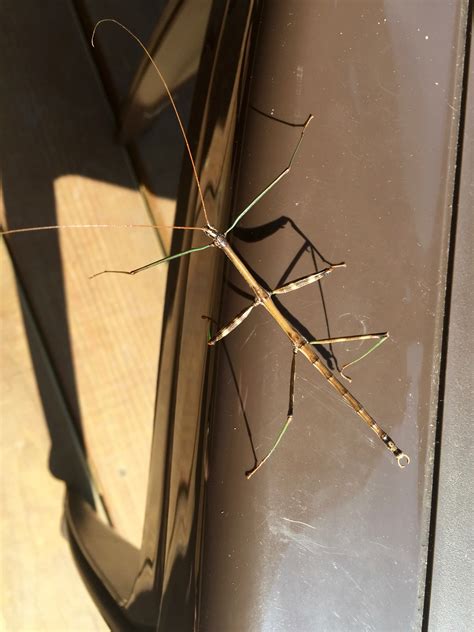 Stick Bug Sighting: The Incredible Walking Stick Insect! — Brooklyn DoubleWide