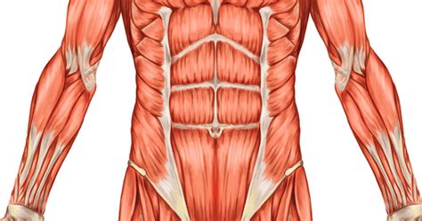 Core Muscles Of The Body