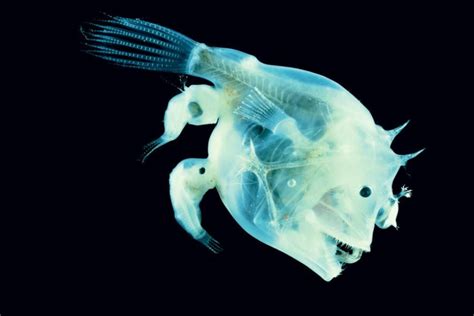 Anglerfish, Taking Romantic Attachment to a Whole New Level | Angler fish, Deep sea creatures ...