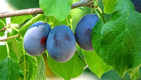 Plum Tree Identification | Garden Guides