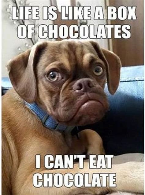 52 Best Chocolate Memes