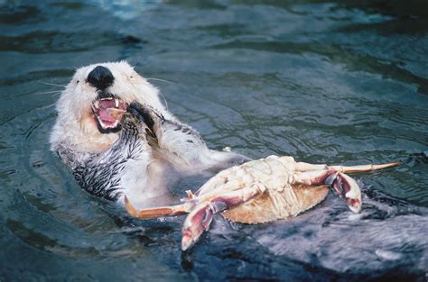 Sea Otter In Mexican Spanish