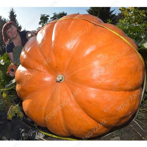 30pcs Giant Pumpkin Seeds - Best Seeds Online | Free Shipping Worldwide | BestSeedsOnline.com