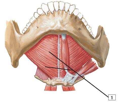 Mylohyoid muscle Anatomy - wikitomy