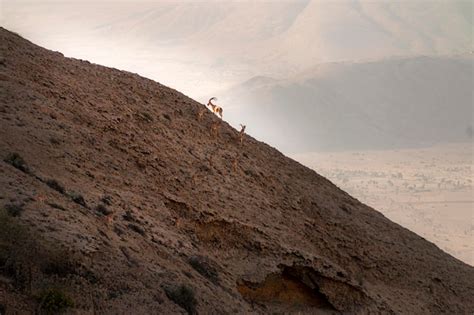 Premium Photo | Ibex or mountain goat in the habitat mountain goat or ...