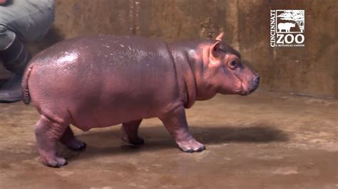 The baby hippo Fiona is 4 months old at the Cincinnati Zoo