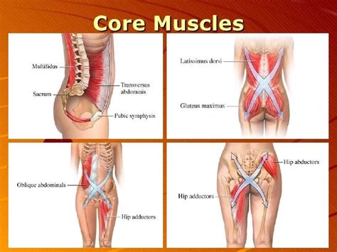 Core Muscles Anatomy