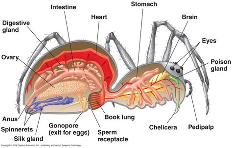 Spider Anatomy | of many legs and wings | Pinterest