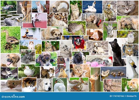 Collage of Photos of Pets and Birds Stock Photo - Image of goose, darling: 174742166