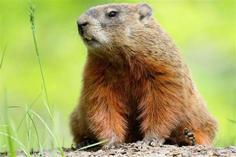 Out of Hibernation: Celebrating Groundhog Day | Brandywine Conservancy ...