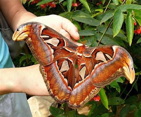 Atlas-Moth - Illuzone