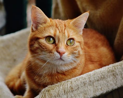 15 Fascinating Orange Tabby Cat Facts You'll Love To Learn - Catster