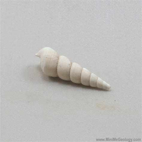 Gastropod Snail Fossil - Turritella Plebia – Mini Me Geology