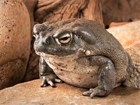 Colorado River Toad Care Sheet | Reptiles' Cove