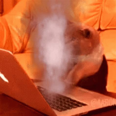 Smoky Cat Doing Fast Typing GIF | GIFDB.com