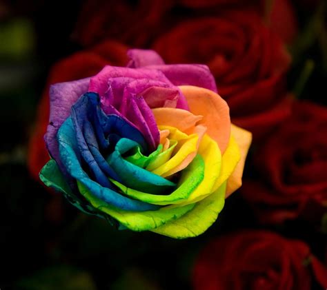 42+ Rainbow Roses